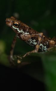 Preview wallpaper frog, amphibian, animal
