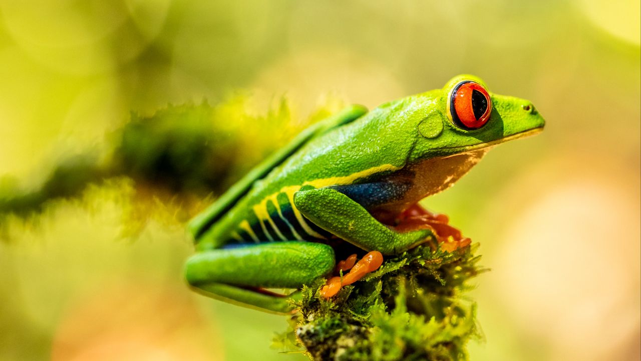 Wallpaper frog, amphibian, animal, green