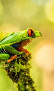 Preview wallpaper frog, amphibian, animal, green