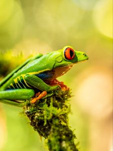 Preview wallpaper frog, amphibian, animal, green