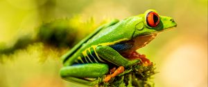 Preview wallpaper frog, amphibian, animal, green