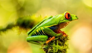 Preview wallpaper frog, amphibian, animal, green