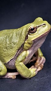 Preview wallpaper frog, amphibian, green