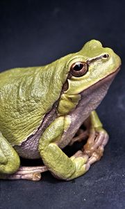 Preview wallpaper frog, amphibian, green