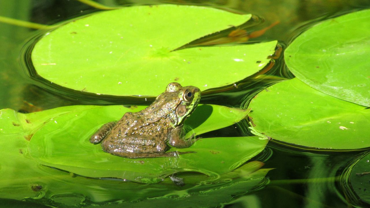 Wallpaper frog, amphibian, lily, marsh