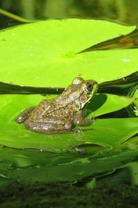 Preview wallpaper frog, amphibian, lily, marsh