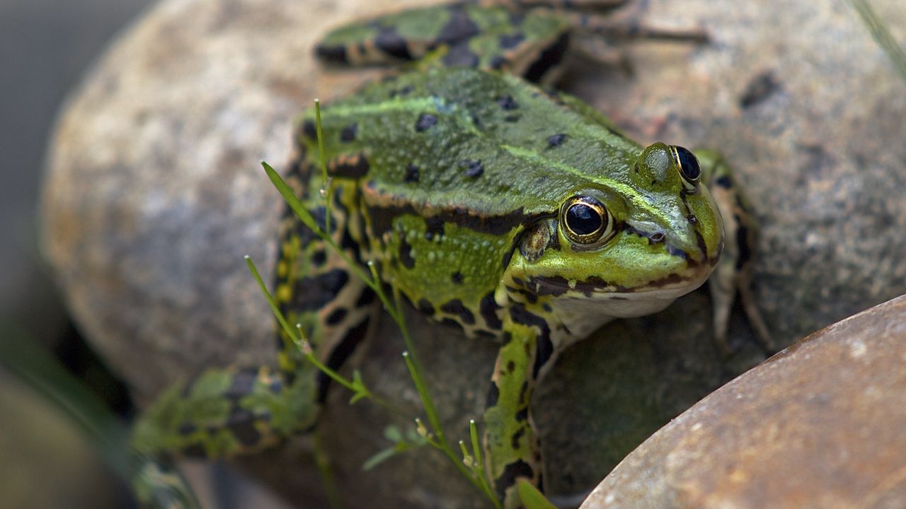 Wallpaper frog, amphibian, stone