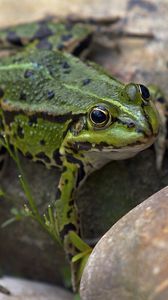 Preview wallpaper frog, amphibian, stone