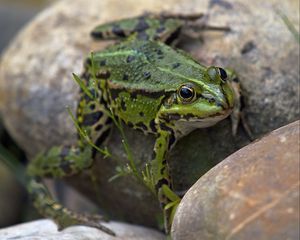 Preview wallpaper frog, amphibian, stone