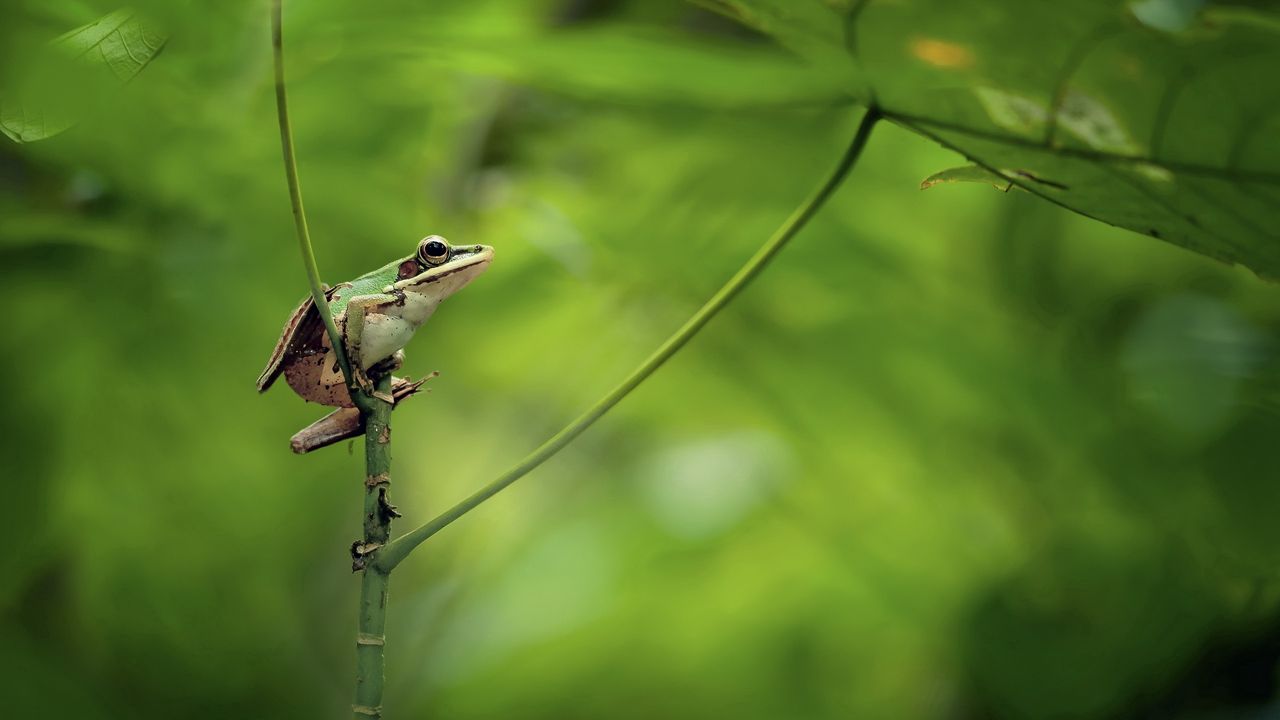 Wallpaper frog, background, nature