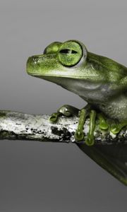 Preview wallpaper frog, branch, climbing, color