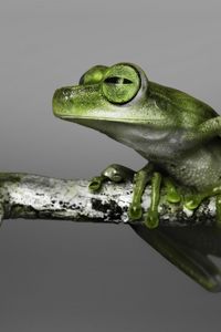 Preview wallpaper frog, branch, climbing, color