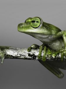 Preview wallpaper frog, branch, climbing, color