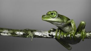 Preview wallpaper frog, branch, climbing, color