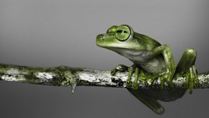 Preview wallpaper frog, branch, climbing, color