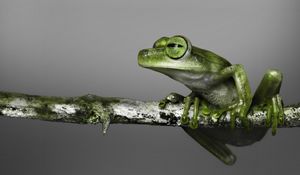 Preview wallpaper frog, branch, climbing, color