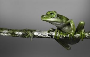 Preview wallpaper frog, branch, climbing, color