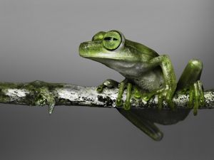 Preview wallpaper frog, branch, climbing, color