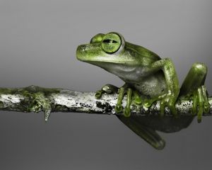 Preview wallpaper frog, branch, climbing, color