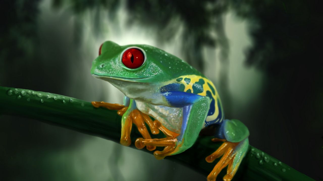 Wallpaper frog, branch, colorful