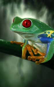 Preview wallpaper frog, branch, colorful