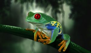 Preview wallpaper frog, branch, colorful