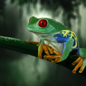 Preview wallpaper frog, branch, colorful