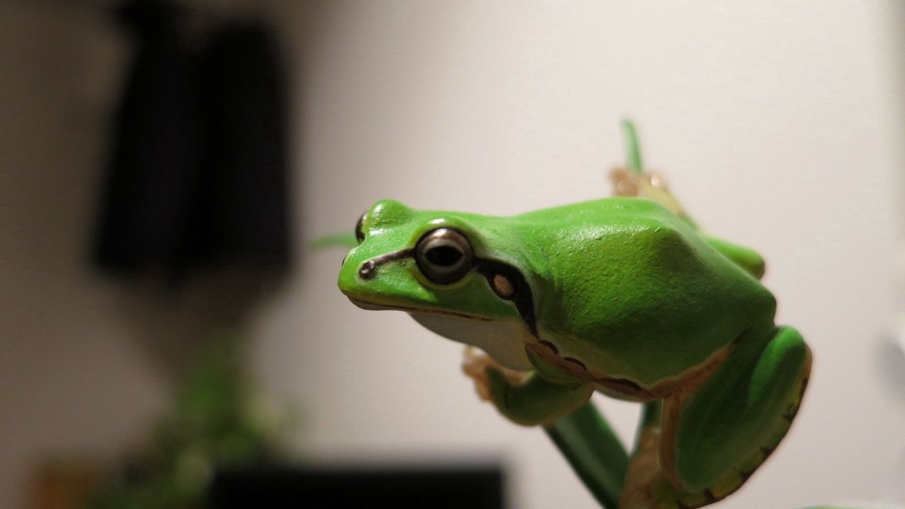 Wallpaper frog, bright, branch, crawl