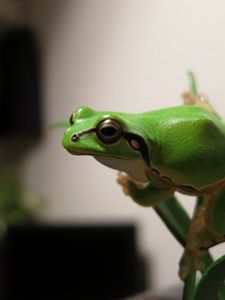 Preview wallpaper frog, bright, branch, crawl