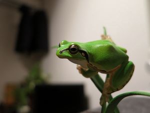 Preview wallpaper frog, bright, branch, crawl