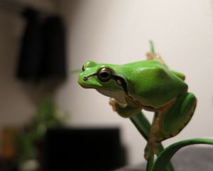 Preview wallpaper frog, bright, branch, crawl