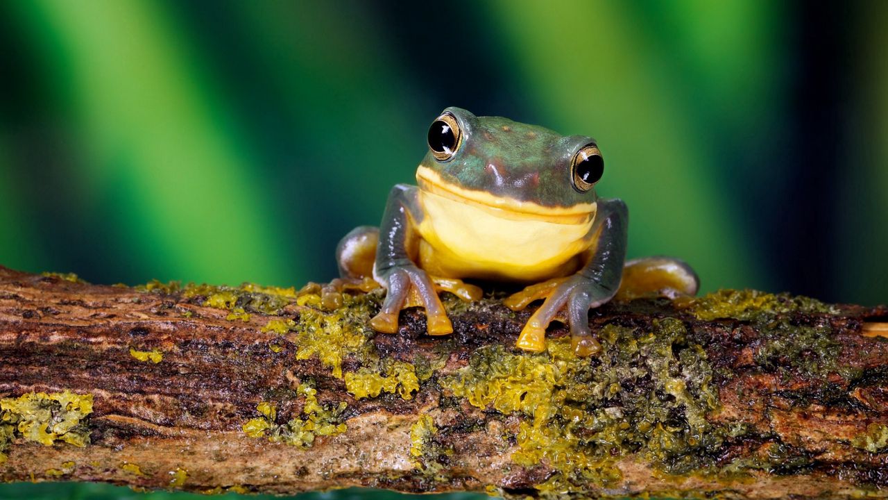 Wallpaper frog, bright color, branch, moss
