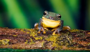 Preview wallpaper frog, bright color, branch, moss