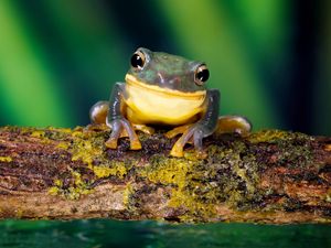 Preview wallpaper frog, bright color, branch, moss