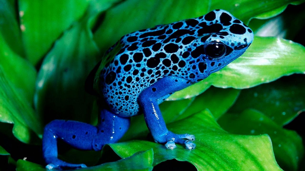Wallpaper frog, color, leaves