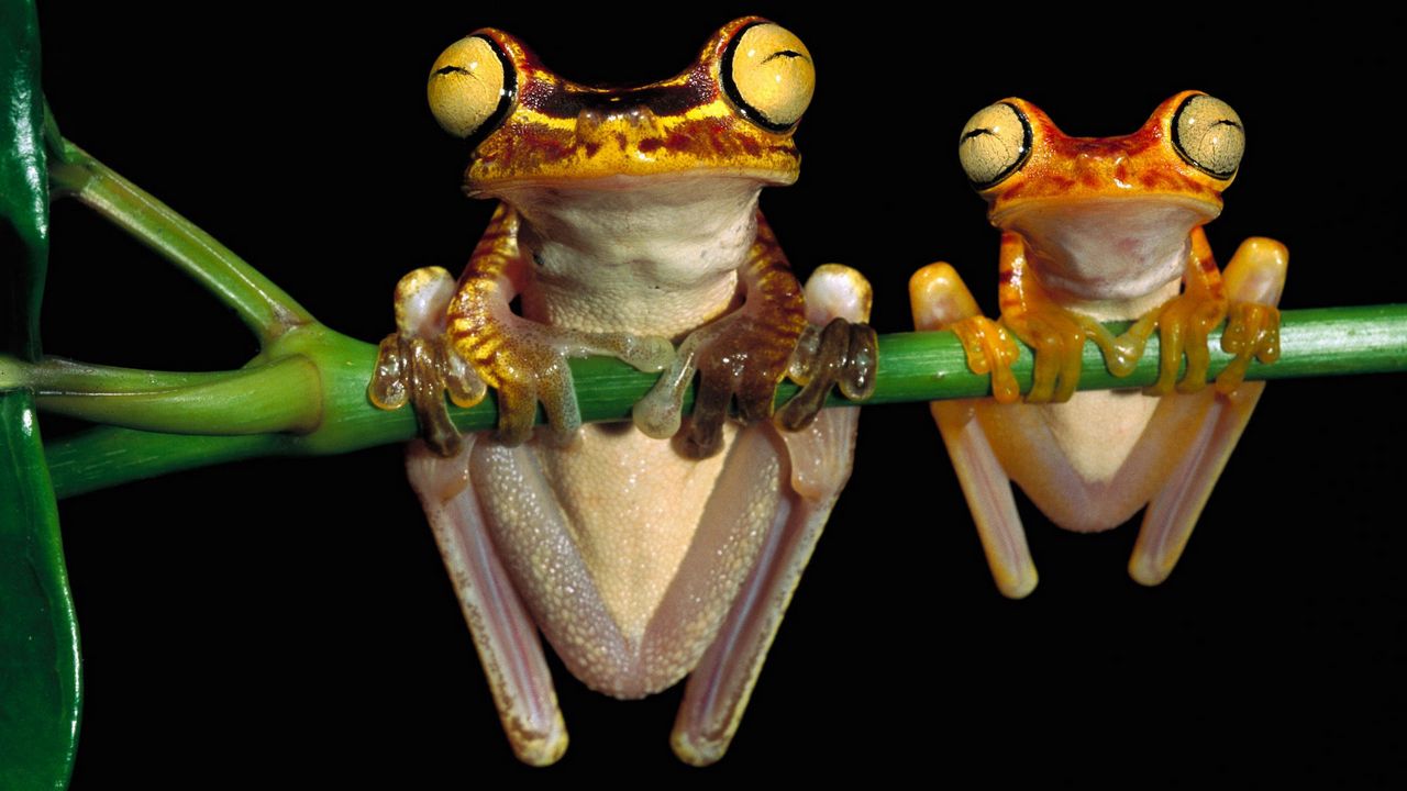 Wallpaper frog, couple, branch, hang