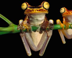 Preview wallpaper frog, couple, branch, hang