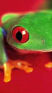 Preview wallpaper frog, eyes, color, bright