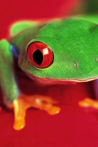 Preview wallpaper frog, eyes, color, bright