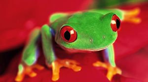 Preview wallpaper frog, eyes, color, bright