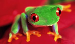 Preview wallpaper frog, eyes, color, bright