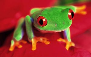 Preview wallpaper frog, eyes, color, bright