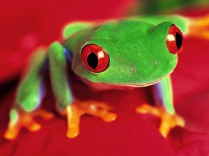 Preview wallpaper frog, eyes, color, bright