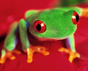 Preview wallpaper frog, eyes, color, bright