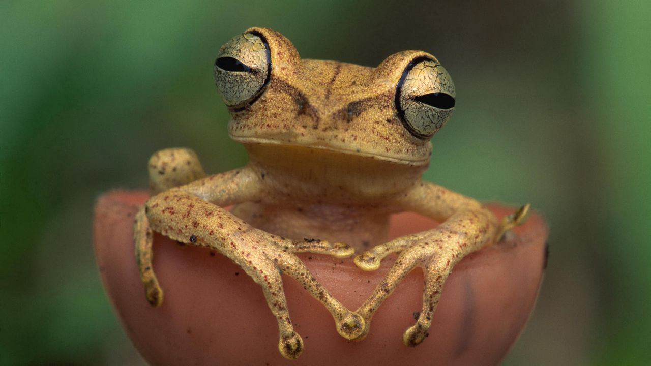 Wallpaper frog, eyes, color