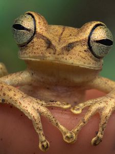 Preview wallpaper frog, eyes, color
