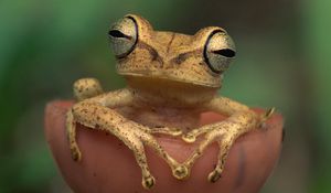Preview wallpaper frog, eyes, color