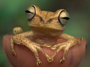 Preview wallpaper frog, eyes, color