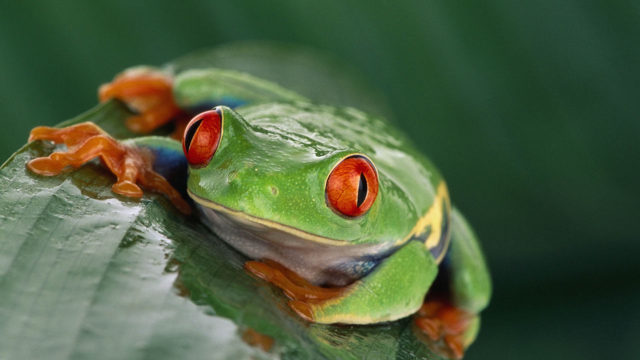Wallpaper frog, eyes, leaf, wet