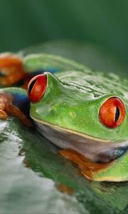 Preview wallpaper frog, eyes, leaf, wet